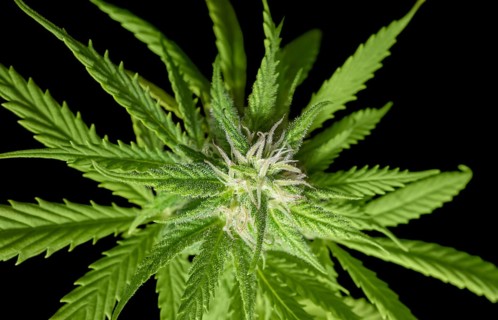 Flowering fresh green cannabis plant closeup in black back