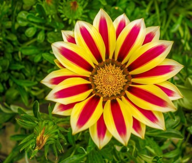 Red and yellow bicolor flower hewad closeup seen from above
