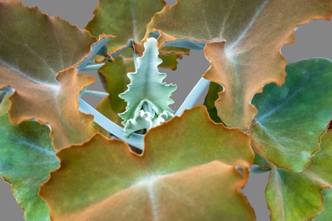 Full frame detail shot showing some felt bush leaves