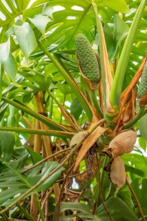 Monstera deliciosa plant closeup including fruit bodies