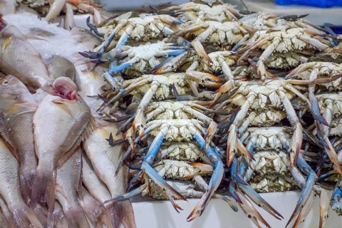 Lots of seafood seen at a market in Dubai