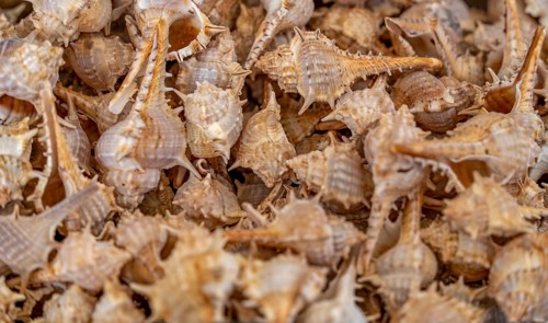 Full frame shot showing lots of spiky marine snail shells