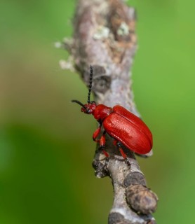 Onion beetle on a twig in green blurry ambiance