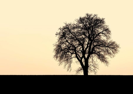 Single tree silhouette in front of warm toned evening sky
