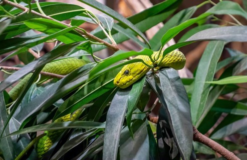 Western green mamba in green foliage ambiance