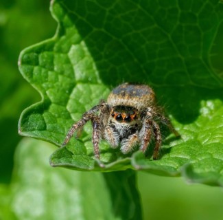 Frontal closeup shot of a jumping spider on a green leaf in sunny ambiance