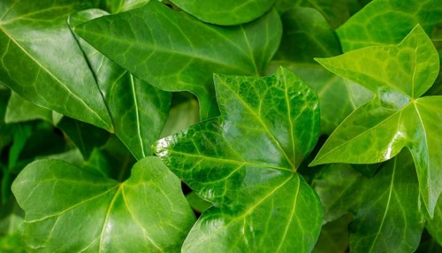 Full frame sunny illuminated ivy leaves closeup