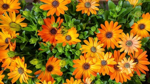 Closeup shot of some orange colored chrysanthemum flowers in sunny ambiance