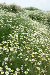 Natural field with lots of blooming Camomile plants