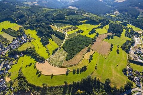 Aerial view, Christmas tree cultivation fields, Heinsberg, Kirchhundem, Sauerland, North
