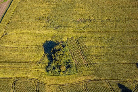 Aerial view, triangular group of trees in a field on Lünener Straße, field, field, group of trees,