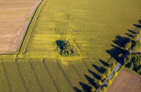 Aerial view, triangular group of trees in a field on Lünener Straße, field, field, group of trees,