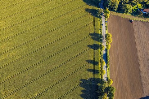 Aerial view, triangular group of trees in a field on Lünener Straße, field, field, group of trees,