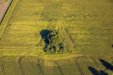 Aerial view, triangular group of trees in a field on Lünener Straße, field, field, group of trees,
