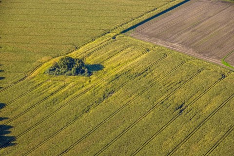 Aerial view, triangular group of trees in a field on Lünener Straße, field, field, group of trees,