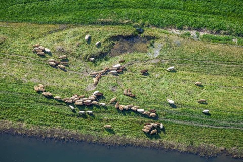 Aerial view, grazing sheep in a meadow, Wehrstapel, Meschede, Sauerland, North Rhine-Westphalia,