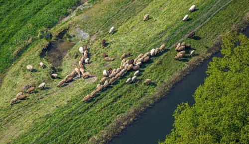 Aerial view, grazing sheep in a meadow, Wehrstapel, Meschede, Sauerland, North Rhine-Westphalia,