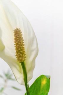 Close-up of a white peace lily flower showing details of the spadix and spathe against a white