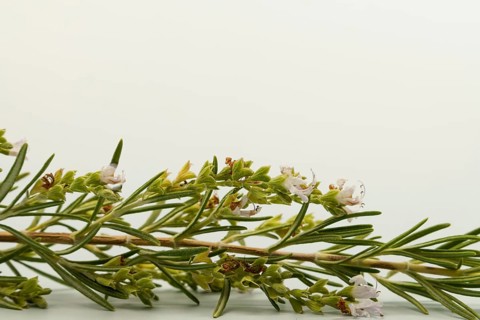 Close-up of a rosemary sprig, showcasing its vibrant green needles and delicate white flowers,