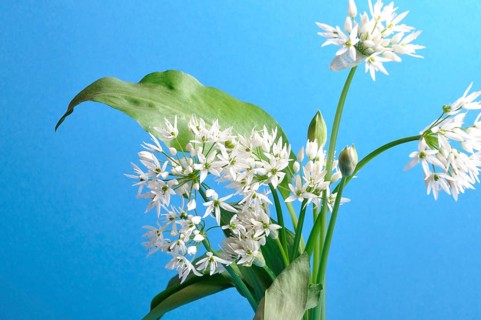Wild garlic studio shot