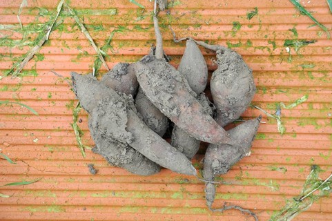 Yacon harvest in a garden