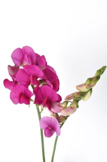 Sweet peas on a white background