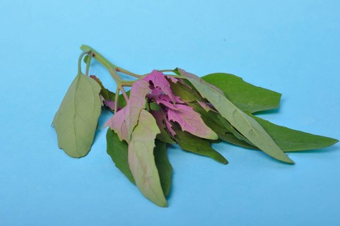 Atriplex hortensis, Chenopod on a blue background
