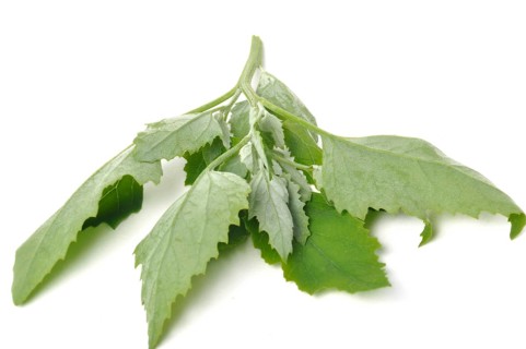 Atriplex hortensis, Chenopod on a white background