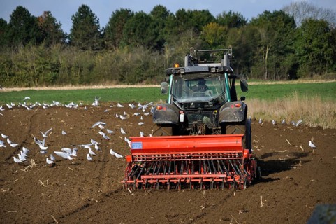 Plow tractor surrounded by seagulls