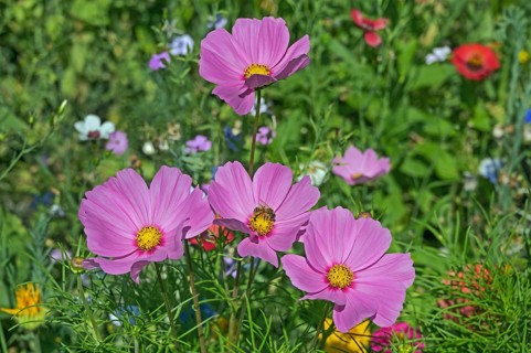 Flower meadow with ornamental basket (Cosmos bipinnatus), and bee (Apiformes or Anthophila),