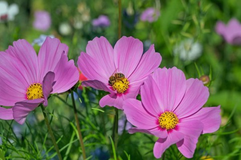 Flower meadow with ornamental basket (Cosmos bipinnatus), and bee (Apiformes or Anthophila),
