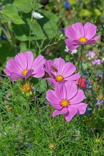 Flower meadow with ornamental basket (Cosmos bipinnatus), and bee (Apiformes or Anthophila),