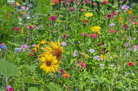 Colourful flower meadow with sunflowers (Helianthus annuus), Dornbirn, Vorarlberg, Austria
