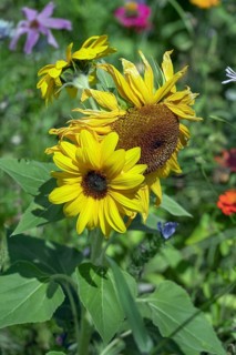 Colourful flower meadow with sunflowers (Helianthus annuus), Dornbirn, Vorarlberg, Austria