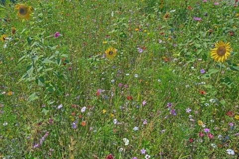 Colourful flower meadow with sunflowers (Helianthus annuus), Dornbirn, Vorarlberg, Austria