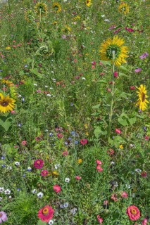 Colourful flower meadow with sunflowers (Helianthus annuus), Dornbirn, Vorarlberg, Austria