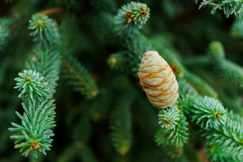 Close-up of a green fir tree branch with cones growing during summer season