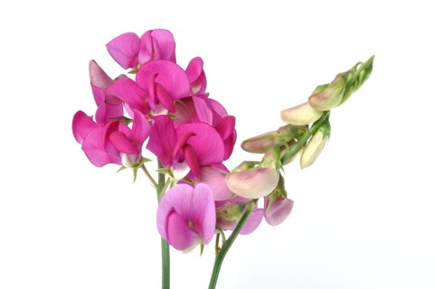 Sweet peas on a white background