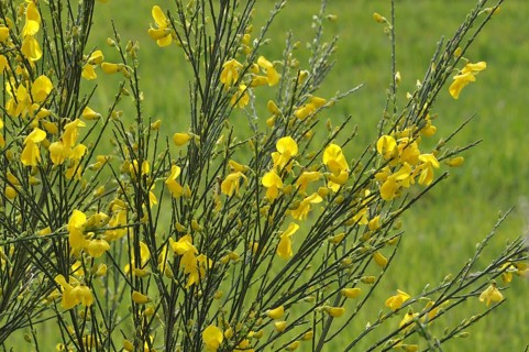 Flowering broom in a meadow, Yellow flowers on green stems in a field, evoking a bright and
