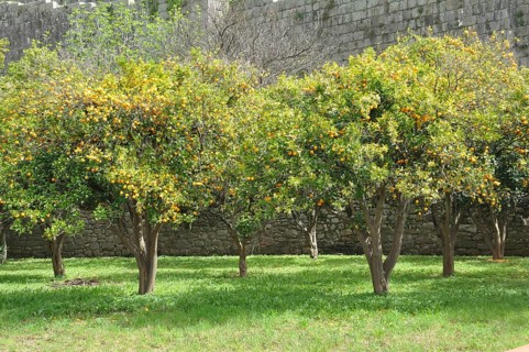 Orange orchard in Porto, Portugal