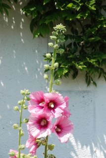 Garden hollyhock lcea Althea rosea, Blooming pink hollyhock against a white wall with green foliage