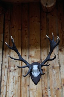 Deer antlers and chamois horn in Valloire