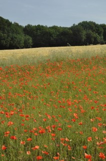 Field full of poppies in Charente Maritime