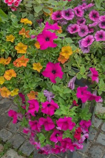 Flower box with petunias (Petunia), on stone paving, Bavaria, Germany