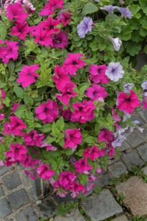 Flower box with petunias (Petunia), on stone paving, Bavaria, Germany
