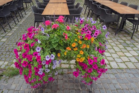 Flower box with petunias (Petunia), on stone paving, Bavaria, Germany