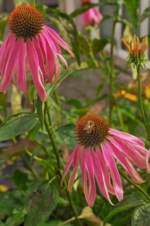 Purple coneflower (Echinacea purpurea), with honeybee, Bavaria, Germany