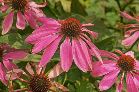 Purple coneflower (Echinacea purpurea), Bavaria, Germany
