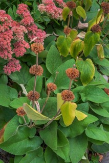 Phlomis russeliana, Turkish sage, and yellow-leaved Japanese spirea (Spiraea japonica), Bavaria,