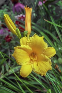 Yellow daylily 'Stella de Oro' (Hemerocallis), Bavaria, Germany